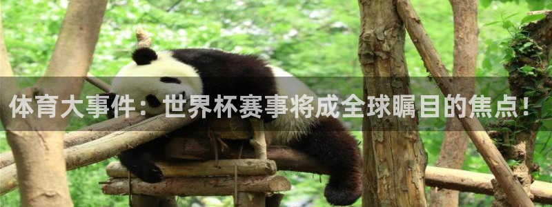 体育大事件：世界杯赛事将成全球瞩目的焦点！