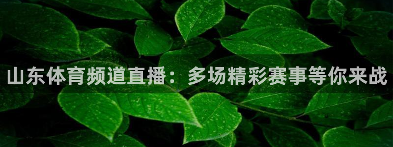 山东体育频道直播：多场精彩赛事等你来战