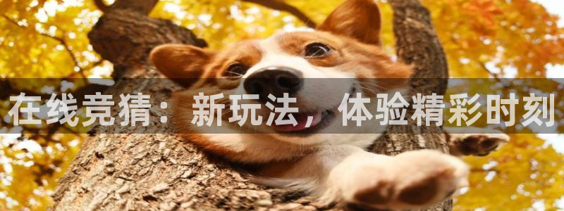 在线竞猜：新玩法，体验精彩时刻