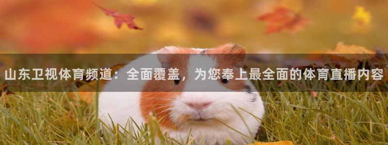 山东卫视体育频道：全面覆盖，为您奉上最全面的体育直播内容