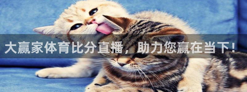大赢家体育比分直播，助力您赢在当下！